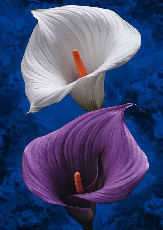 Two calla lilies the top flower | Metal Poster