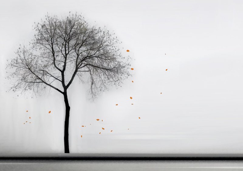 Minimalist image of a solitary tree standing