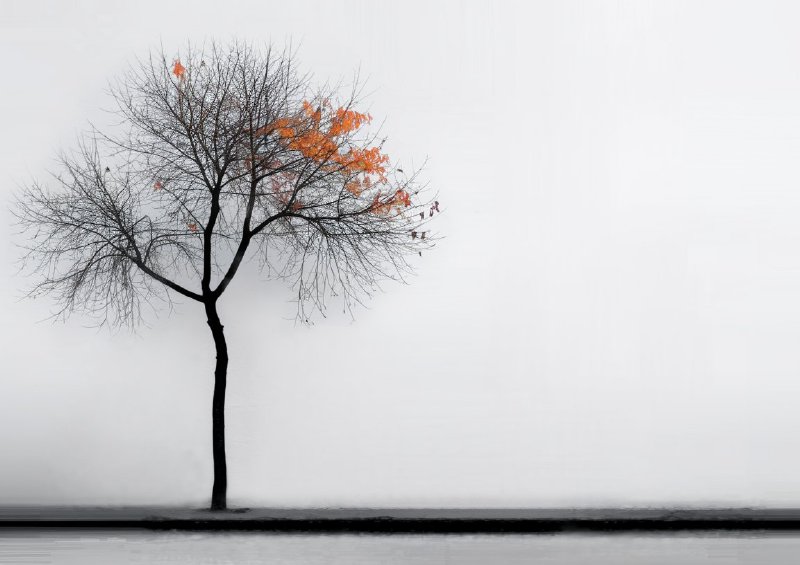 Minimalist photo of a solitary tree standing with feaves falling