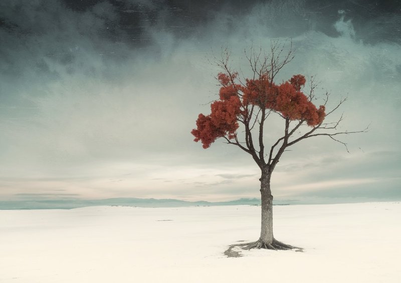 Photo of a solitary tree standing in a vast snow