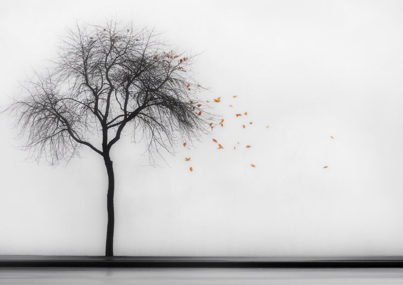 Solitary tree with a few scattered leaves