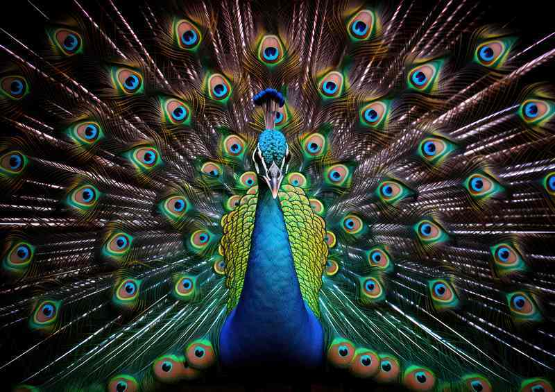 A Colourful Peacock in full bloom