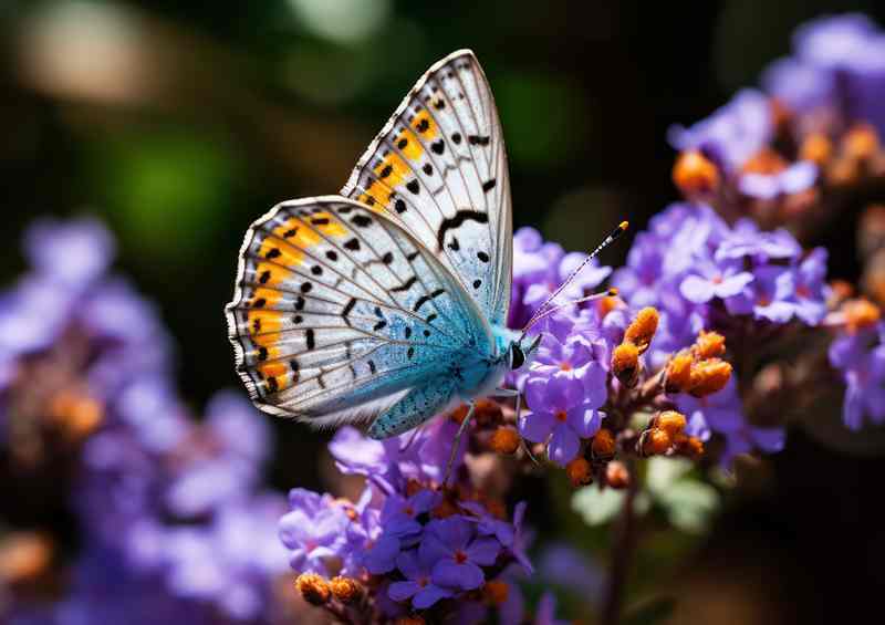 Butterflies on Purple Flowers Natures Beauty Captured