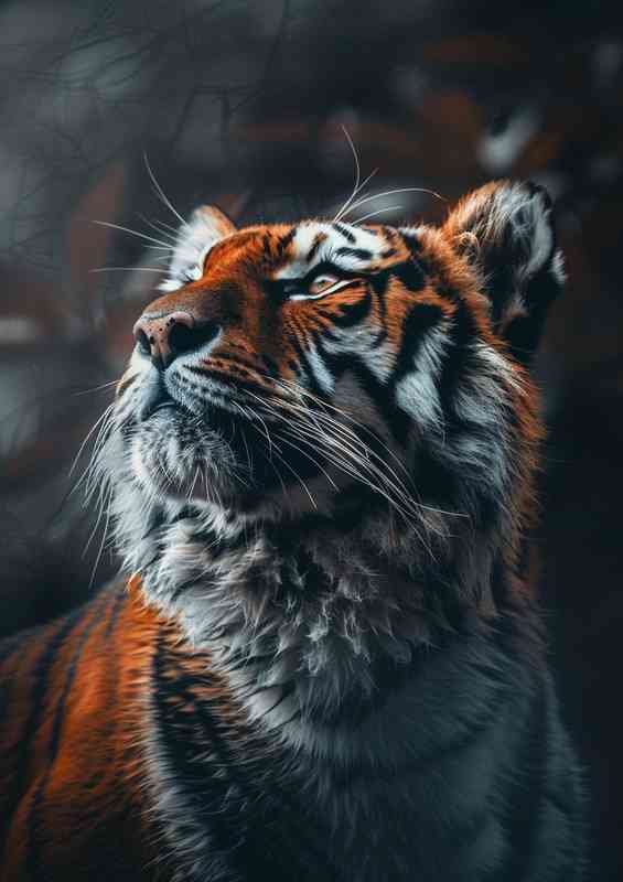 Great tiger Looking into space