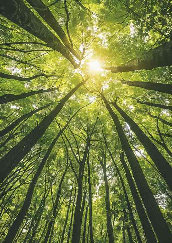 A photo forest looking up at tall trees