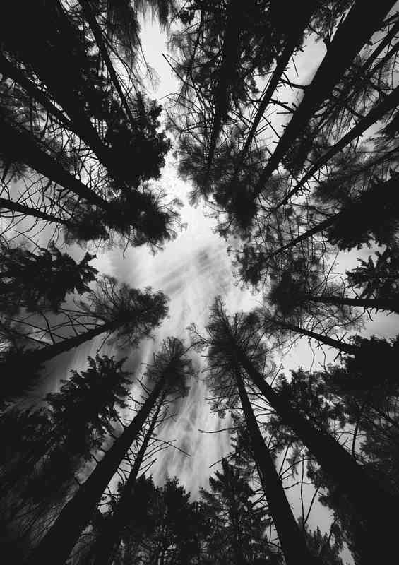 Black and white photo of the silhouette of trees