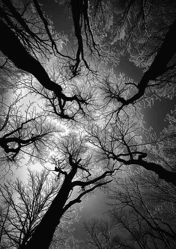 Black and white trees of the silhouette
