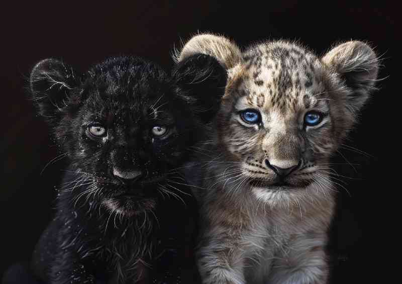 Black Panther and white Lion cub cute