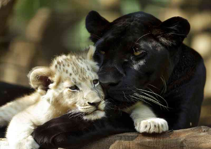 Black Panther and white Lion cub realistic beautiful